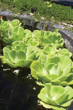 waterlettuce Waterlettuce Pistia stratiotes L. SYNONYMS: water lettuce, Nile cabbage, water cabbage, shellflower ORIGIN: Native to the tropical Americas, Asia, Malesia, and Australia.