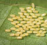 air potato Lilioceris cheni Gressitt & Kimoto Air potato leaf beetle DESCRIPTION: Two biotypes have been released: Chinese and Nepalese. Eggs are pale yellow, cylindrical, and up to 1 mm long.