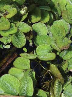 salvinias Common salvinia Salvinia minima Baker SYNONYMS: water fern, salvinia, water spangles. The names Salvinia auriculata Aublet and S. rotundifolia Willd.