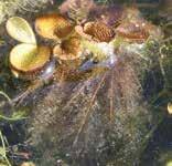 ECOLOGY: Though sporocarps can be found on submersed filaments, this species is not known to produce fertile spores in the US, and all reproduction occurs vegetatively.