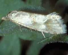 Adult moths are tan to gray with mottled wings fringed at their tips. They can be up to 10 mm long. a Pelochrista medullana a. larva in root (USDA APHIS PPQ Archive); b.