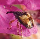 Adults then feed on developing flowering buds. Females lay 60-100 eggs singly inside immature flower buds throughout summer as purple loosestrife flowers.