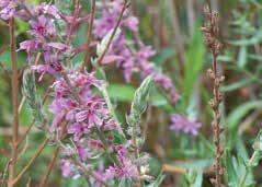 org) CURRENT STATUS: In the US, N. marmoratus feeding on floral buds often results in bud abortion, which helps reduce purple loosestrife spread.