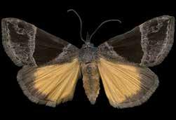 Adults are up to 1 cm long with a 3 cm wide wingspan. The forewings are light brown with dark brown centers while the hindwings are pale yellow with brown edges. a Hypena opulenta a.