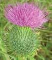 thistles Thistle species comparison Bull, Canada and musk thistle are the primary targets of North American thistle biocontrol efforts.