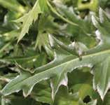 c Family Asteraceae Musk thistle c. leaf (Rachel Winston, MIA Consulting); d. stem; e. flower head (d,e Mary Ellen (Mel) Harte, bugwood.