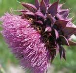 BIOLOGICAL CONTROL: Urophora solstitialis is established on musk thistle in eastern Canada, but only with low populations/impact.