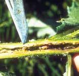 Eggs are laid in spring in the midvein on the underside of new rosette leaves. Emerging larvae mine leaf veins, stems, and root crowns of target plants throughout spring and summer.