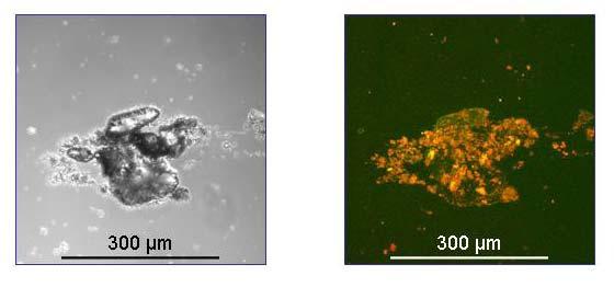 Satellite images of the Po River plume during a flood with an overlay of floc limit of seabed sediment included in the left image. [Floc limit is large when a suspension is flocculated.