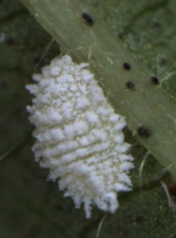 solenopsis Tinsley Papaya mealybug