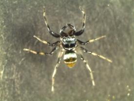 gonygaster (Simon,1873) 15 spiders