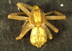 spider 8 Diaea sp.