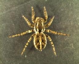 imperialis (Rossi,1846) Spider 12