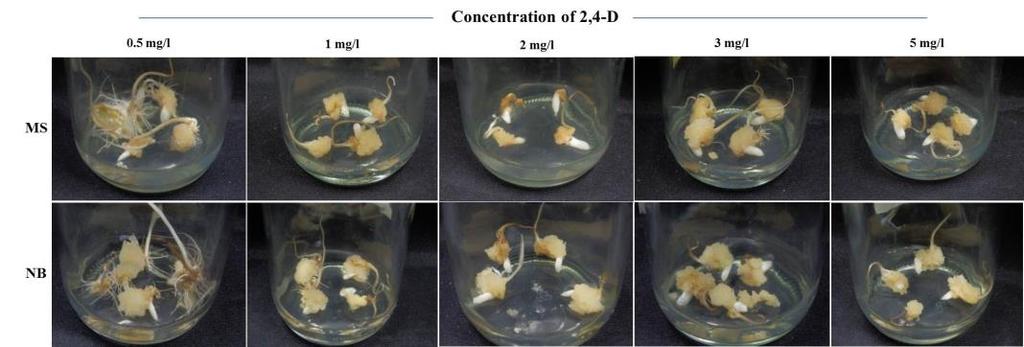 Journal of Agricultural Technology 2016 Vol. 12(2):241-248 Results and Discussion Callus formation was appeared in 2 weeks of culturing. Callus were induced in all media.