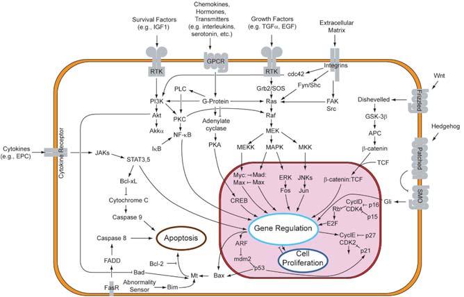 Cellular Signaling Networks Reversible phosphorylation is a major regulatory mechanism controlling the signaling pathway.