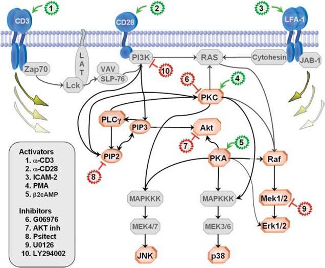 Elucidating complex signaling pathway phosphorylation events can be difficult.