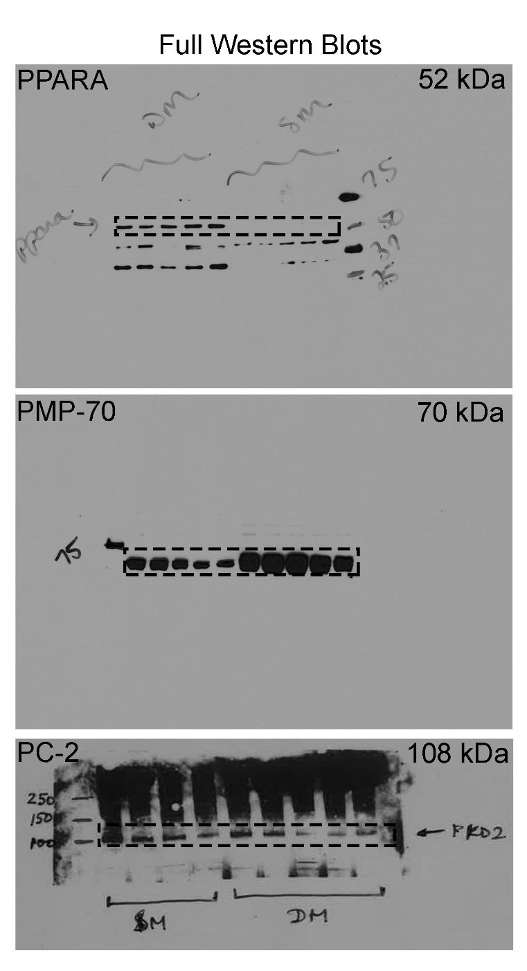 Supplementary Figure 14: The full, original Western blots are shown