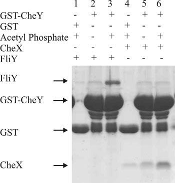 VOL. 189, 2007 CheX IN CHEMOTAXIS 7009 FIG. 1. GST-CheY pull down of FliY and CheX. FliY and CheX were retained after three washes only in the presence of both GST- CheY and acetyl phosphate.