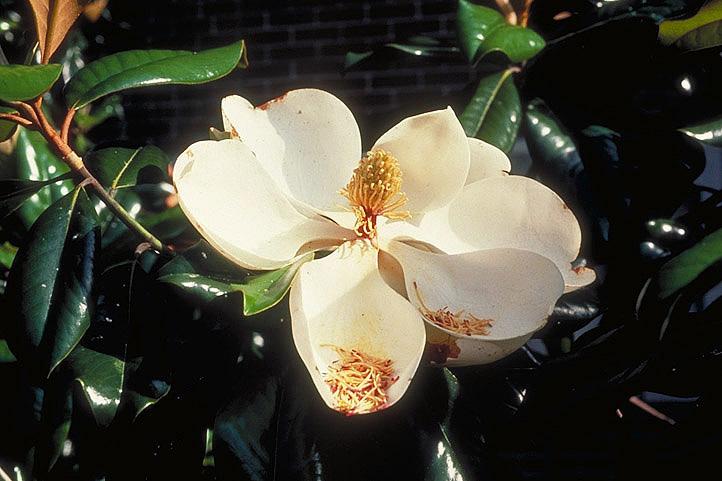 Magnoliaceae (Magnolia family)