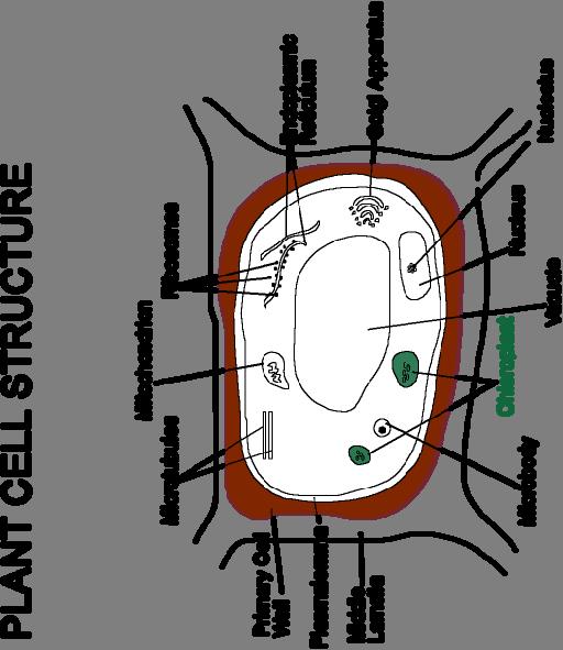 Graphic: www.eng.auburn.edu/.../plant_cell_structure.