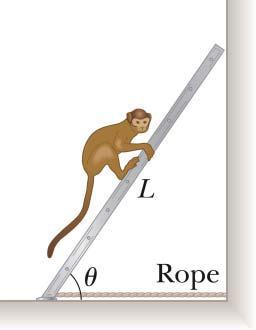April 24, 2013; Page 6 B1. A 10.0-kg monkey climbs a uniform ladder that weighs 125 N and has a length of L = 3.00 m. The ladder rests against a wall at an angle of = 60.0 with the ground.