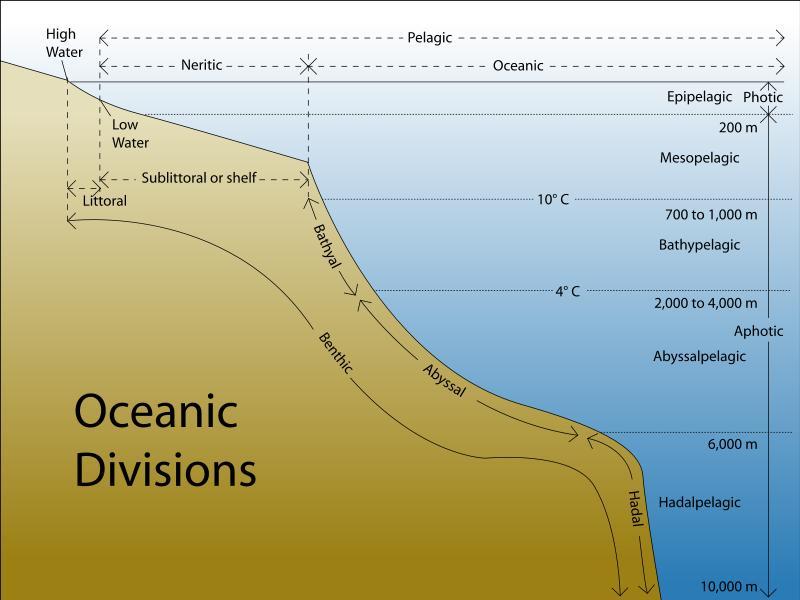 Marine Biology Ocean Zones Zones of the sea: Benthic (on bottom) vs.