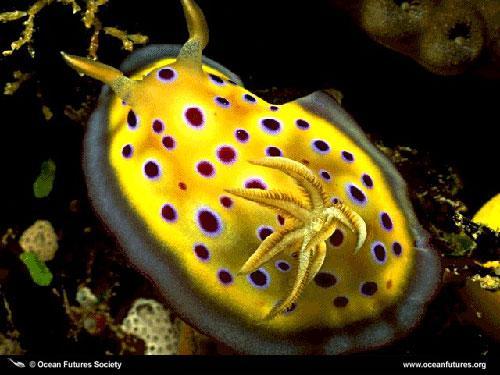 Marine Biology Biodiversity Biodiversity: Invertebrates: Most non-planktonic forms
