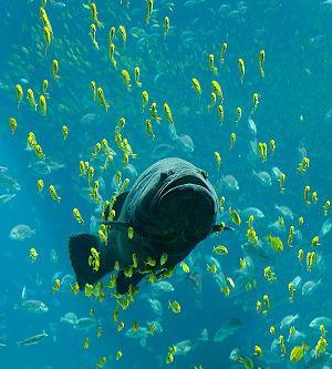 Marine Biology Biodiversity Biodiversity: Fish: Range from small feeder fish like smelt and herring to large predatory sharks and tuna Have