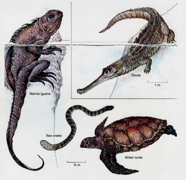 Marine Biology Biodiversity Biodiversity: Reptiles: Only four modern groups: