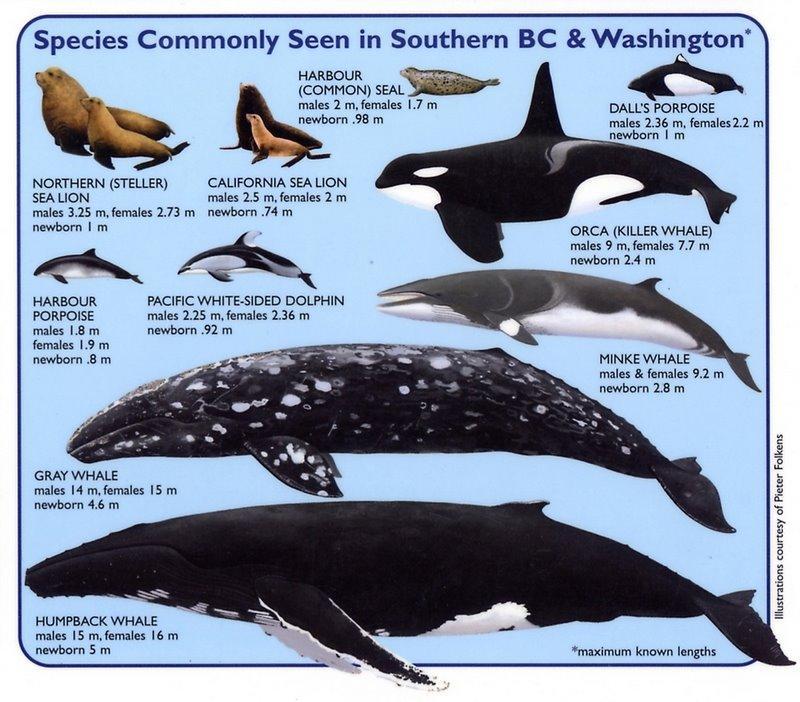 Marine Biology Biodiversity Biodiversity: Mammals (5 groups): Whales (Cetacea) include toothed and baleen whales, and are the largest animals ever to live (with