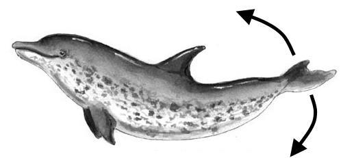 Marine Biology Biomechanics Methods of Locomotion: Most marine mammals today use