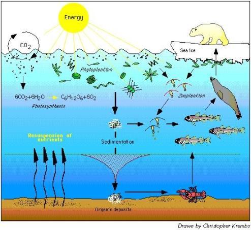 Marine Biology Food Cycle Food web
