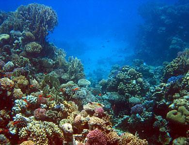 Marine Biology Habitats Reefs: Usually communities of corals that