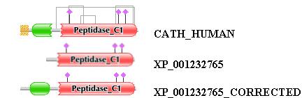 Genes 2011 2 471 Figure 1b. Cont. Figure 2. Correction of the sequence of cathepsin H of Gallus gallus with the FixPred protocol.