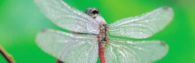 Incomplete Metamorphosis Flying Adults Eggs Dragonfly