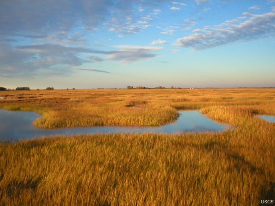 Tidal Marshes Surface water-tidal Peraquic moisture regime: always saturated High