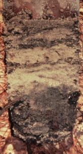 Hydric soils are defined as soils that formed