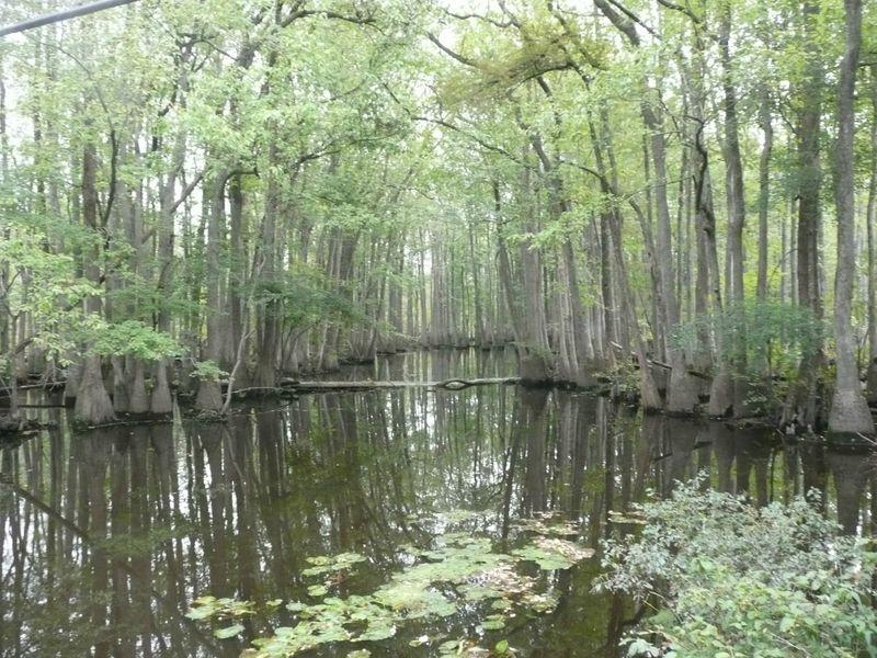 Riverine Wetlands-Backswamps