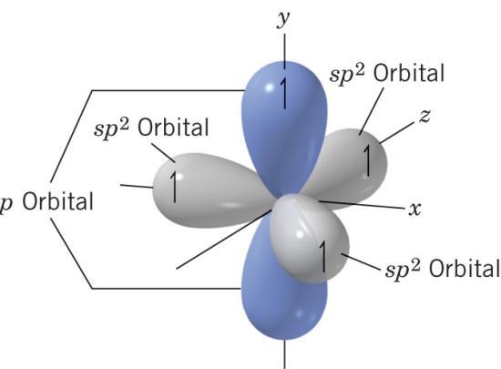 orbitals One p orbital is left unhybridized The sp 2 orbitals are arranged in a trigonal