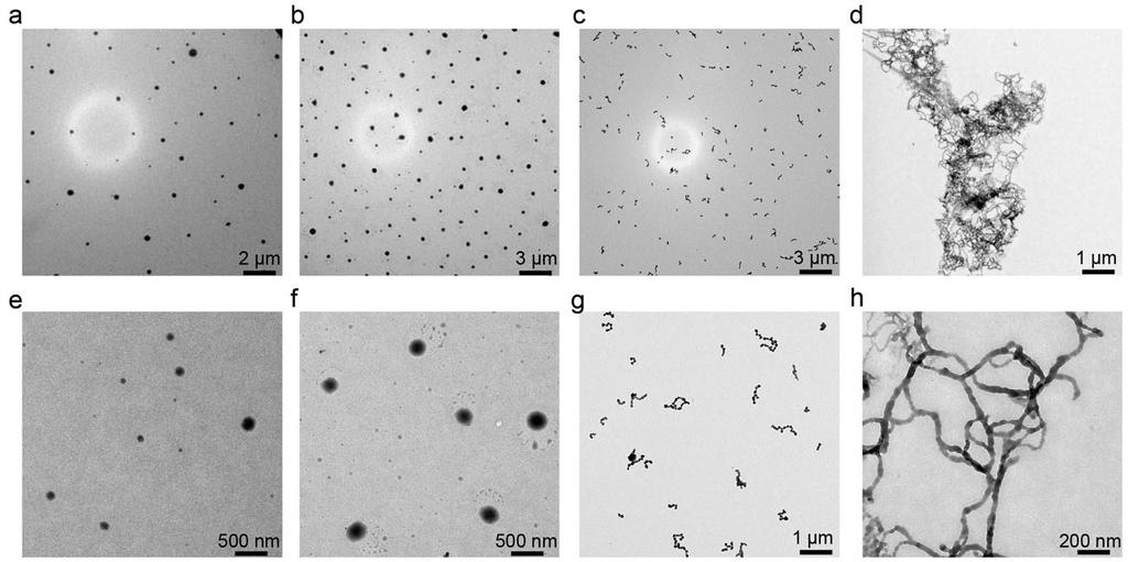 S17. TEM images of polymeric metallacage 2 in different ester compounds Supplementary Figure S21 TEM images of the aggregates of 2 formed in methyl formate (a and e), ethyl formate (b and f), ethyl