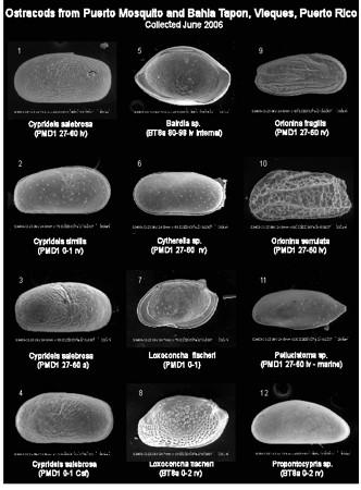 University. Although several species were photographed for documentation purposes, the only SEM photos (Fig.