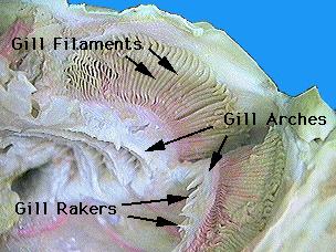 Close up of shark gills showing