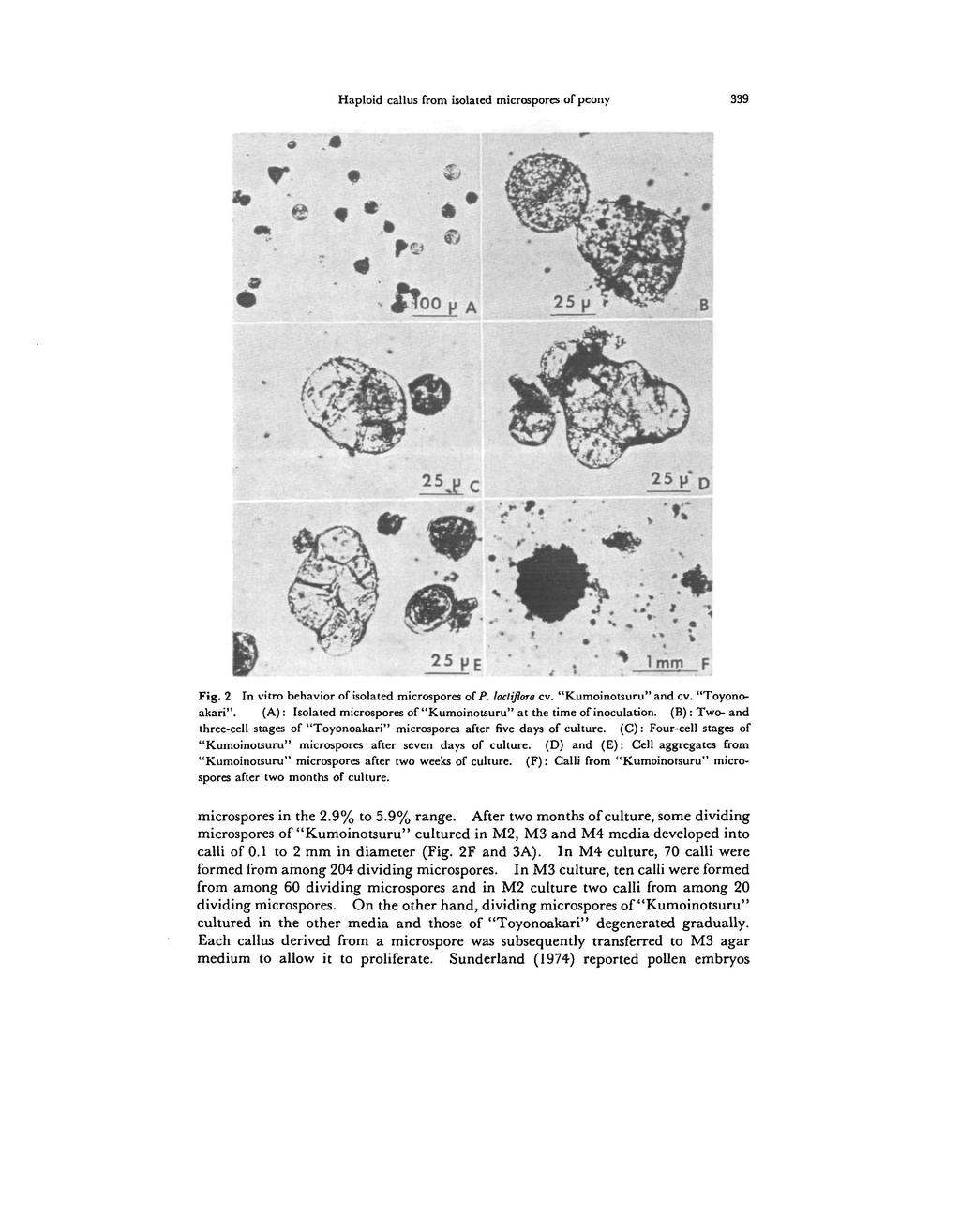 Haploid callus from isolated microspores of peony 339 -«mm F Fig. 2 In vitro behavior of isolated microspores of P. lactiftora cv. "Kumoinotsuru" and cv. "Toyonoakari".