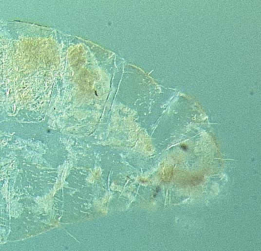convexinotatus (B), and H. cardini (C).