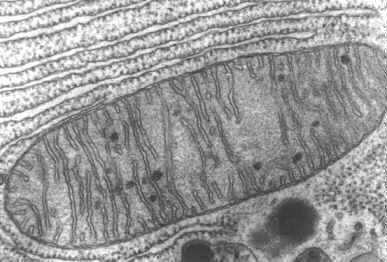 Transmission EM view of a Mitochondria Mitochondria are sometimes called the cells' power sources because they are the site where most of the cells