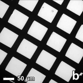 carbon-coated copper TEM grid at a surface pressure of 0 mn.m -1 (a) and 12 mn.m -1 (b).