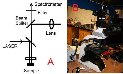 53 4.13 Illuminating the Sample with LASER A simple and elegant modification of an optical microscope shown in the figure below was used to excite the system of quantum dots and gold thin films using