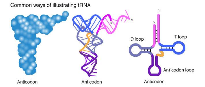 Translation: Protein Synthesis v transfer RNA