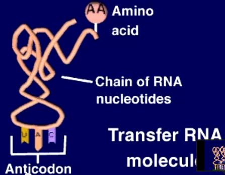 Translation: Protein Synthesis v anticodon 3-nucleotide sequence in trna that base pairs with