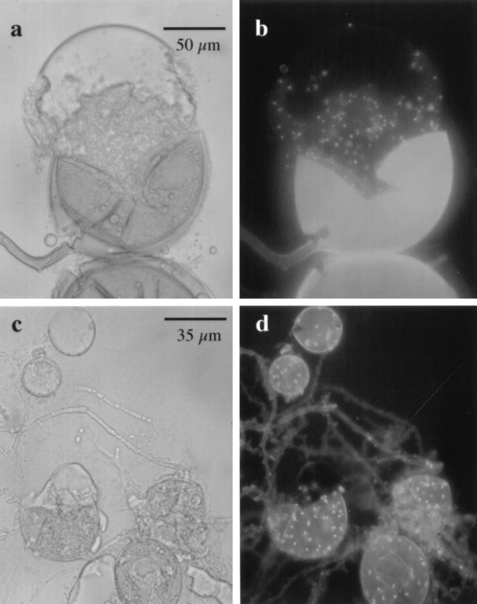 VOL. 68, 2002 TOWARDS GROWTH OF AM FUNGI INDEPENDENT OF A PLANT 1923 FIG. 2. Formation of nuclei in daughter spores of G. intraradices. (a) A mother spore of G.